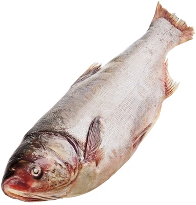 Толстолобик целый замороженный ~2,5кг-0}