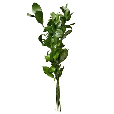 Листья рускуса для букетов 5шт-0}