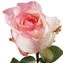 thumb-Роза Булевард 1шт-3}