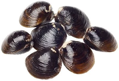 Корбикула сахалинская двухстворчатый моллюск в раковине ~300гр-1}