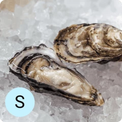 Устрица Розовая Джоли S