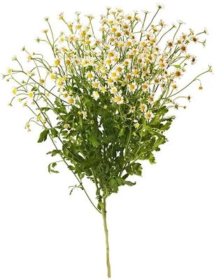 Танацетум 1шт-0}