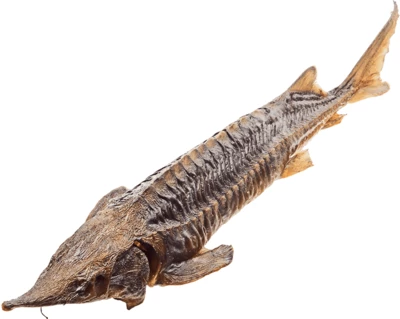 Осетр горячего копчения ~1,9кг РАСПРОДАЖА-0}