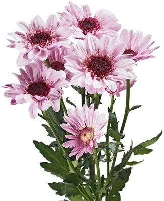 Хризантема кустовая Стресса 1шт-1}