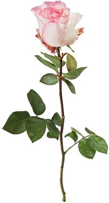 Роза Булевард 1шт-1}