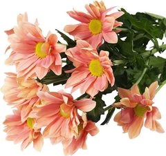 Хризантема кустовая розовая Гранд Сальмон 1шт