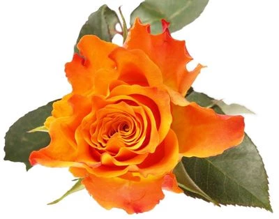 Роза оранжевая Мари Клер ~40см 1шт-1}