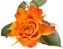 thumb-Роза оранжевая Мари Клер ~40см 1шт-1}