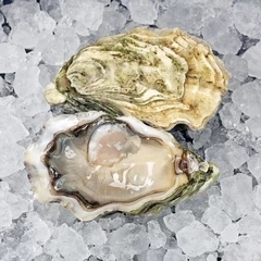 Устрица Жозефина Франция 1шт