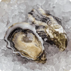 Устрица Жилардо