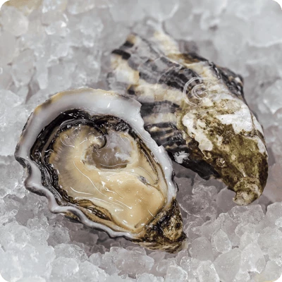 Устрица Жилардо-0}