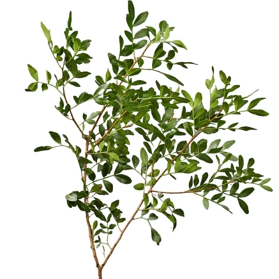 Листья фисташки для букетов 1шт-0}