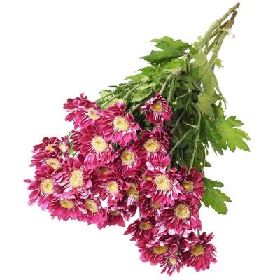 Хризантема кустовая пурпурная Баккарди 1шт-1}