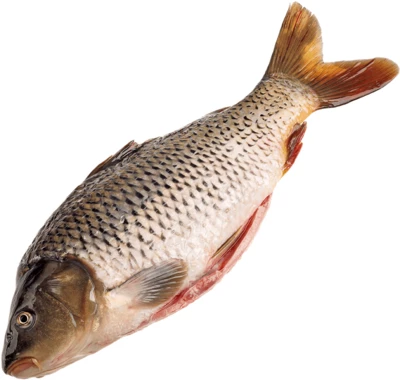 Карп охлажденный очищенный крупный ~ 4кг-0}