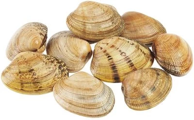 Морской петушок Вонголе в раковине живой ~500г-0}