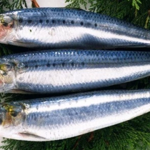 Встречайте легенду дальнего востока - жирная иваси!