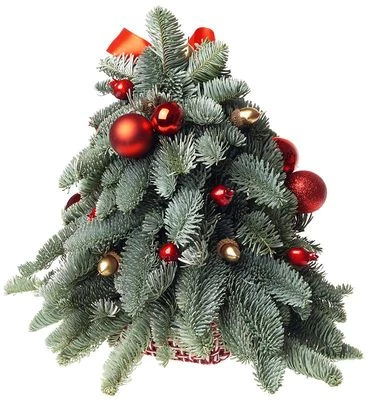 Букет новогодний Ёлочка Деда Мороза-1}