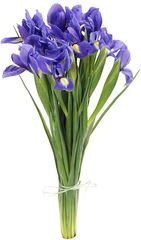 Букет ирисов Блю мейджик 15шт
