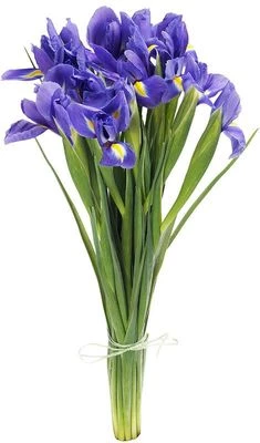 Букет ирисов Блю мейджик 15шт-0}