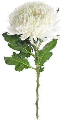 Хризантема Магнум белая 1шт-0}