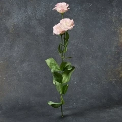 Лизиантус розовый 1шт