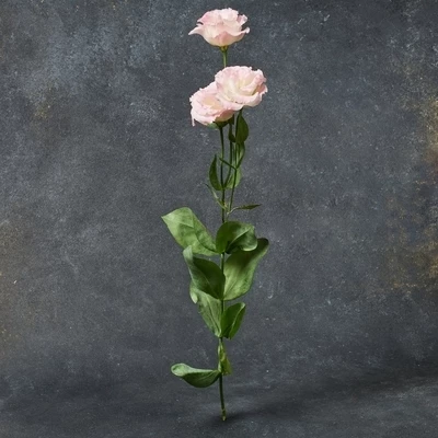 Лизиантус розовый 1шт-1}