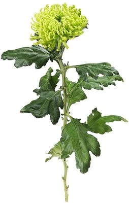 Хризантема зеленая Анастасия 1шт-0}