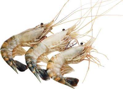 Креветки тигровые 6/8 огромные 1кг-0}