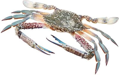 Краб плавунец голубой ~ 350г-0}