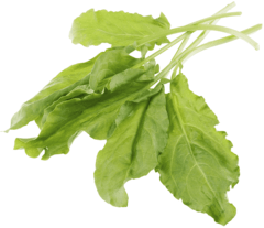 Щавель свежий Тульская область 150г