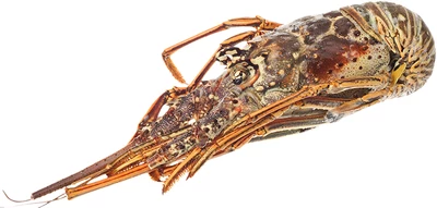 Лангуст неразделанный ~ 1,2кг-0}