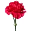 thumb-Гвоздика малиновая ~50см 1шт-0}