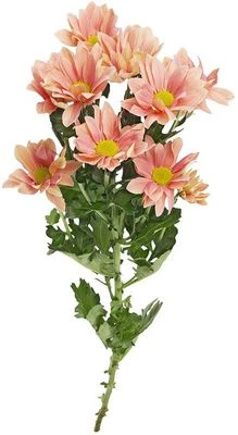 Хризантема кустовая розовая Гранд Сальмон 1шт-0}