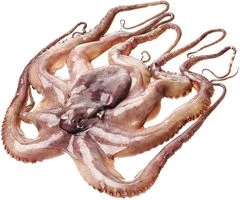 Осьминог очищенный ~3.5кг