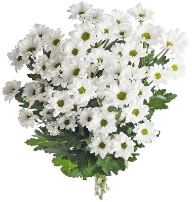 Букет хризантем Баккарди 5шт-0}