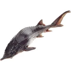 Осетр охлажденный ~900г