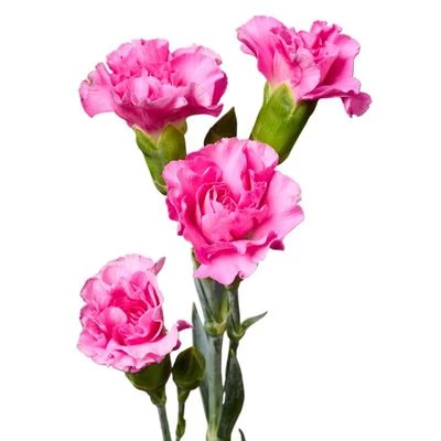 Гвоздика кустовая лиловая Мелисса ~50см 1шт-0}