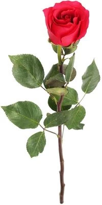 Роза Хот Эксплорер 1шт-0}