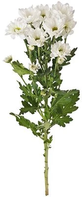 Хризантема кустовая белая Баккарди ~50 см 1шт-0}