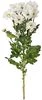 thumb-Хризантема кустовая белая Баккарди ~50 см 1шт-0}