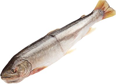 Кунджа дальневосточная ~2,5кг-0}