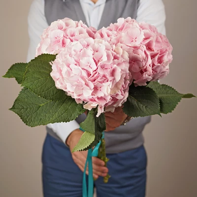 Гортензия розовая 1шт-1}