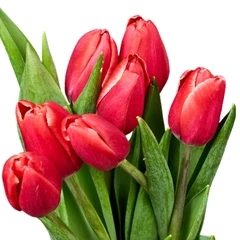 Букет красно-белых тюльпанов 7шт
