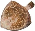 Калкан Балтийский ~ 2,7кг