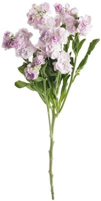 Маттиола розовая 1шт-1}