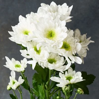 Хризантема кустовая Балтика белая 1шт-1}