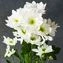 thumb-Хризантема кустовая Балтика белая 1шт-1}