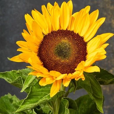 Гелиантус Санрич Оранж 1шт-1}