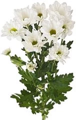 Хризантема кустовая белая Баккарди ~50 см 1шт