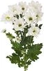 thumb-Хризантема кустовая белая Баккарди ~50 см 1шт-1}